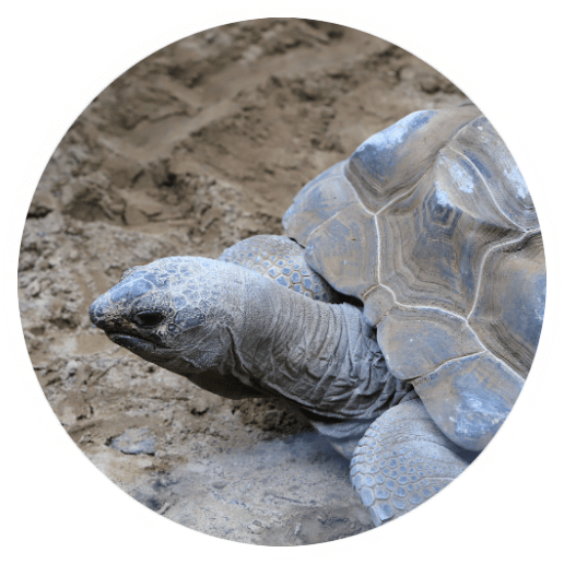 Turtle Hatching